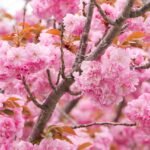 sakura, japan, flower background, japanese, spring, nature, flower, blossom, pink, landscape, botanical, flora, travel, park, beautiful flowers, floral, asia, pink park, flower wallpaper, pink natural