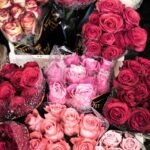 roses, rain, travel, flower, nature, floral, garden, water, summer, flower wallpaper, green, blossom, red, plant, color, fresh, love, romance, petal, drops, romantic, flower background, spring, macro, dew, gift, natural, day, pink, bouquet, bloom, valentine, beautiful flowers, holiday, bud, leaf